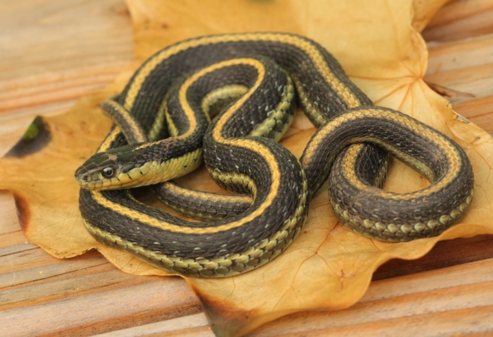 Diablo Range Garter Snake